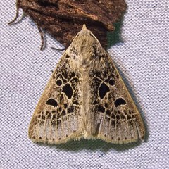 Herminodes atrosignata