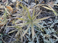 Onosma simplicissima