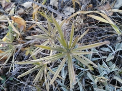 Onosma simplicissima