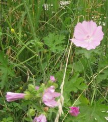 Malva