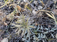 Onosma simplicissima