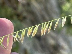 Bouteloua reflexa