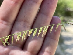 Bouteloua reflexa