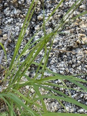 Bouteloua reflexa