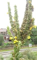 Verbascum
