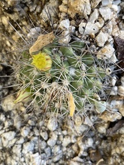 Mammillaria petrophila petrophila
