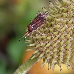 Harmostes fraterculus