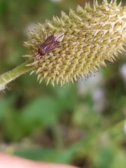 Harmostes fraterculus