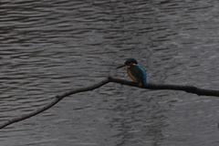 Alcedo atthis