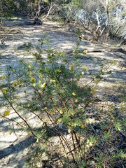 Gompholobium grandiflorum