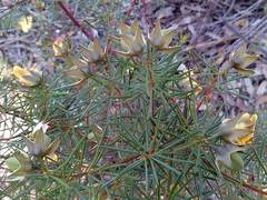 Gompholobium grandiflorum