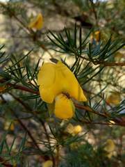 Gompholobium grandiflorum