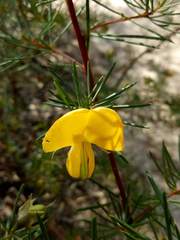 Gompholobium grandiflorum