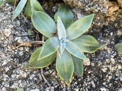 Dudleya nubigena
