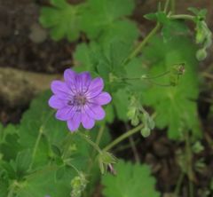 Geranium