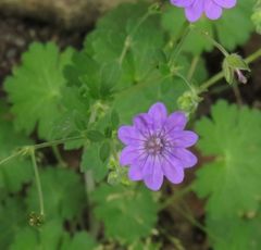Geranium