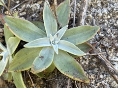 Dudleya nubigena