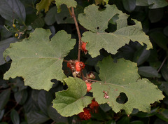 Rubus alceifolius