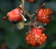 Rubus alceifolius