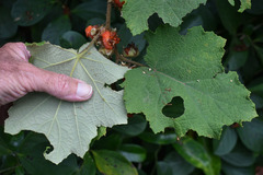 Rubus alceifolius
