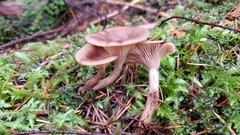 Pseudoarmillariella ectypoides