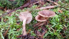 Pseudoarmillariella ectypoides