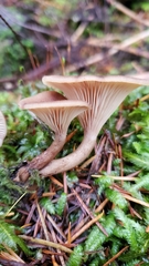 Pseudoarmillariella ectypoides