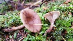 Pseudoarmillariella ectypoides