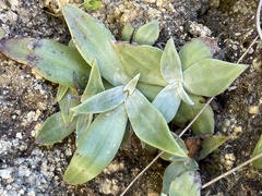 Dudleya nubigena