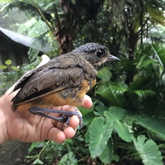  Grallaria guatimalensis