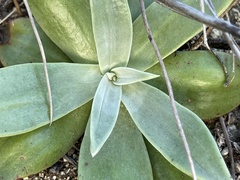 Dudleya nubigena