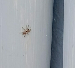 Menemerus bivittatus