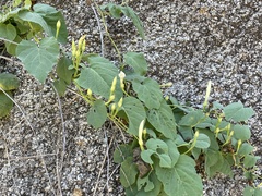 Ipomoea scopulorum