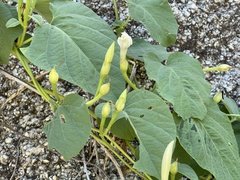 Ipomoea scopulorum