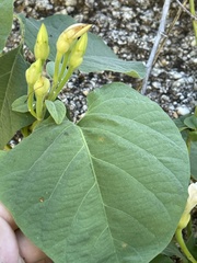 Ipomoea scopulorum
