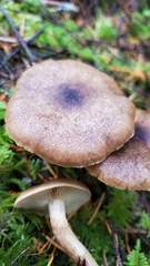 Cortinarius clandestinus