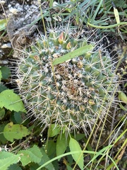 Mammillaria petrophila petrophila