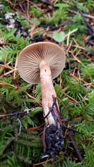 Cortinarius clandestinus