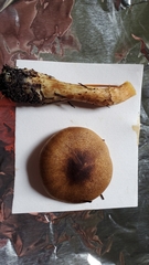 Cortinarius clandestinus