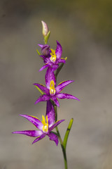 Thelymitra apiculata