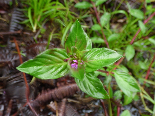Cuphea carthagenensis