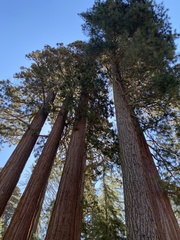 Sequoiadendron