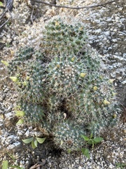 Mammillaria petrophila petrophila