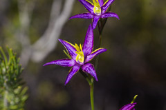 Thelymitra apiculata
