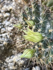 Mammillaria petrophila petrophila