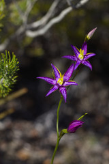Thelymitra apiculata