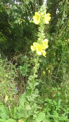 Verbascum