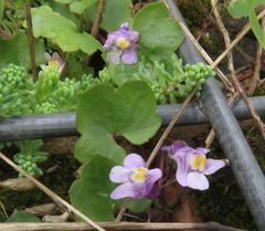 Cymbalaria muralis