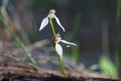 Eriochilus dilatatus