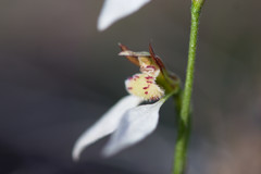 Eriochilus dilatatus